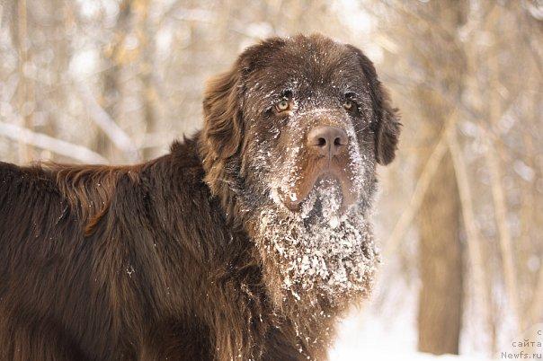 Фото: ньюфаундленд Лесная Сказка Королевский Медведь (Lesnaja Skazka Korolevskiy Medved)