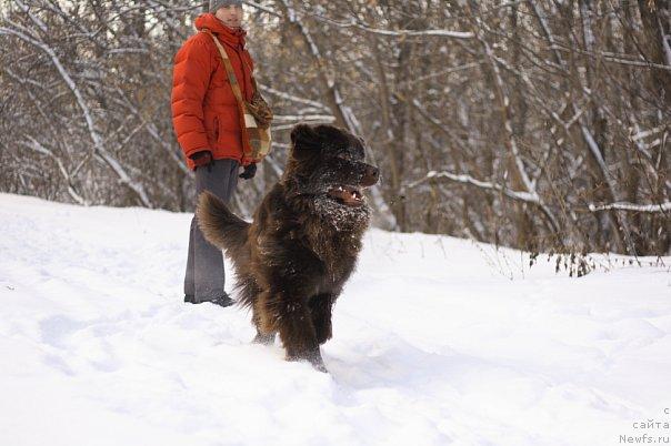 Фото: ньюфаундленд Лесная Сказка Королевский Медведь (Lesnaja Skazka Korolevskiy Medved)