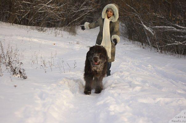 Фото: ньюфаундленд Лесная Сказка Королевский Медведь (Lesnaja Skazka Korolevskiy Medved), Светлана Самарцева