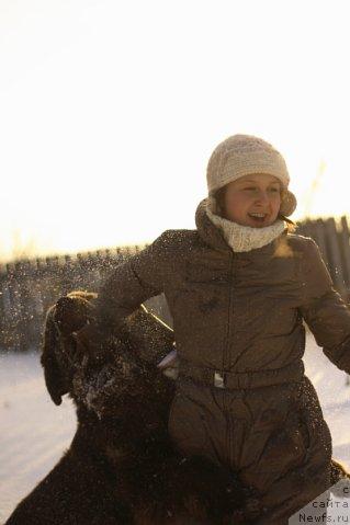 Фото: ньюфаундленд Лесная Сказка Королевский Медведь (Lesnaja Skazka Korolevskiy Medved)