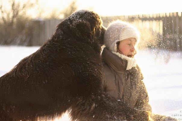 Фото: ньюфаундленд Лесная Сказка Королевский Медведь (Lesnaja Skazka Korolevskiy Medved)