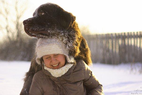 Фото: ньюфаундленд Лесная Сказка Королевский Медведь (Lesnaja Skazka Korolevskiy Medved)