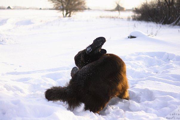 Фото: ньюфаундленд Лесная Сказка Королевский Медведь (Lesnaja Skazka Korolevskiy Medved), Дмитрий Самарцев