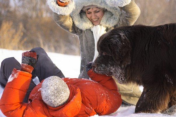 Фото: ньюфаундленд Лесная Сказка Королевский Медведь (Lesnaja Skazka Korolevskiy Medved), Светлана Самарцева, Сережа