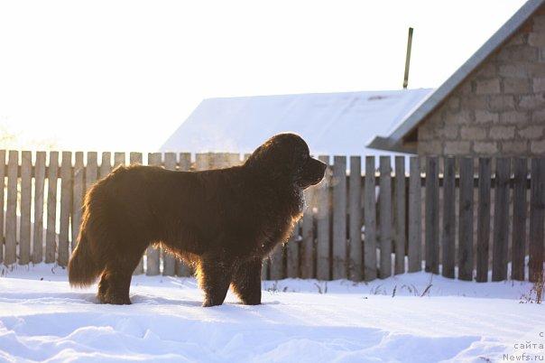 Фото: ньюфаундленд Лесная Сказка Королевский Медведь (Lesnaja Skazka Korolevskiy Medved)