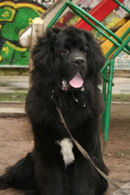 Фото: ньюфаундленд Бегущая по Волнам Раззле Даззле