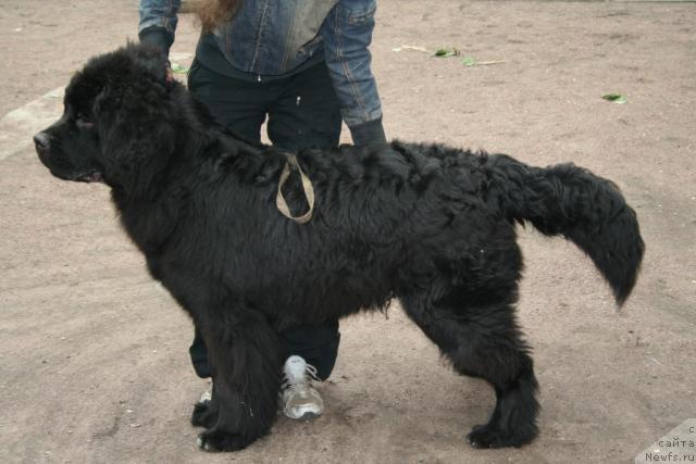 Фото: ньюфаундленд Бегущая по Волнам Раззле Даззле