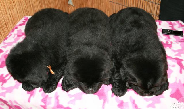 Фото: Бегущая по волнам помет 