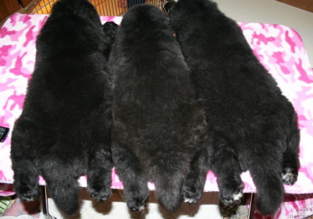 Фото: Бегущая по волнам помет 