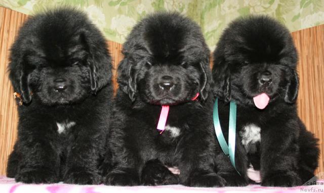 Фотография № 43134