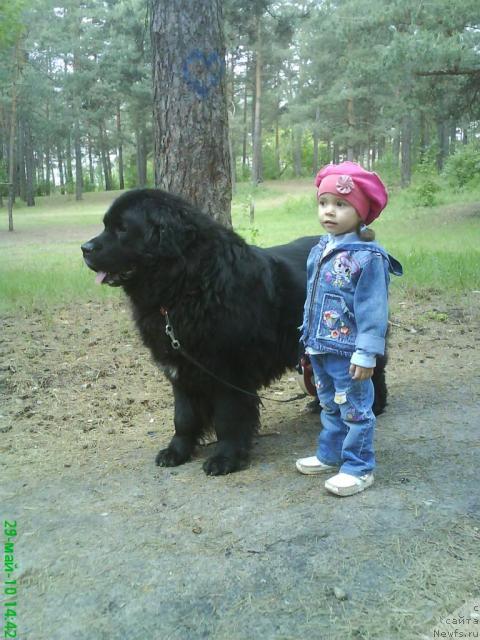 Фото: ньюфаундленд Хамэни из Медвежьего яра