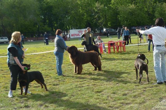 Фото: ньюфаундленд Aetna vom Riesrand