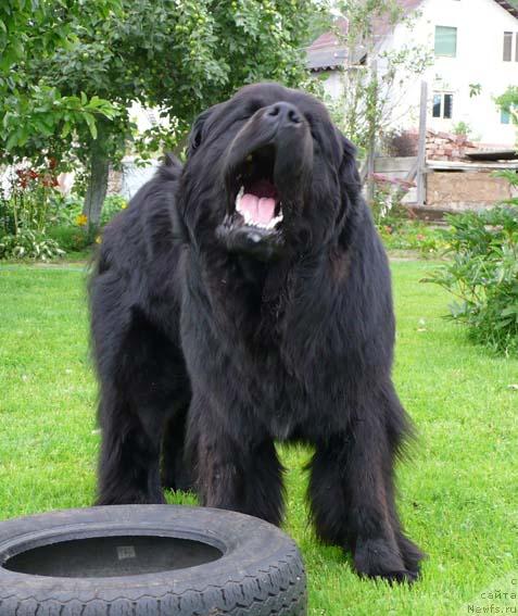 Фото: ньюфаундленд Плюшевая Панда Викар (Plushevaya Panda Vikar)