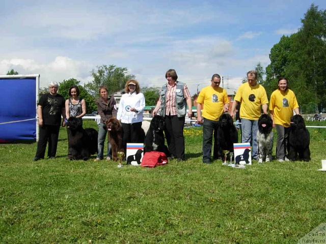 Фото: ньюфаундленд Смигар Нимфея Неотразимая (Smigar Nimfeya Neotrazimaya), ньюфаундленд Смигар Олимпиада (Smigar Olimpiada), ньюфаундленд Смигар Шаловливый Медведь (Smigar Shalovlivy Medved), ньюфаундленд Плюшевая Панда Рейчел, ньюфаундленд Плюшевая Панда Дэбра (Plushevaya Panda Debra), ньюфаундленд Плюшевая Панда Роскошная Леди Диана (Plushevaya Panda Roskoshnaya Lady Diana)
