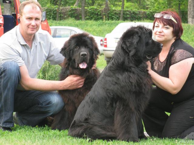 Фото: ньюфаундленд Златобор Богатырь Кара Дениз (Zlatobor Bogatyr Kara Deniz), ньюфаундленд Ассоль Анжелика (Assol Anjelika)