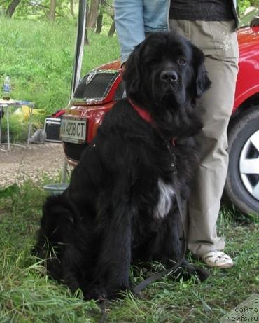 Фото: ньюфаундленд Марьяна Большой Малыш (Maryana Bolshoj Malysh)