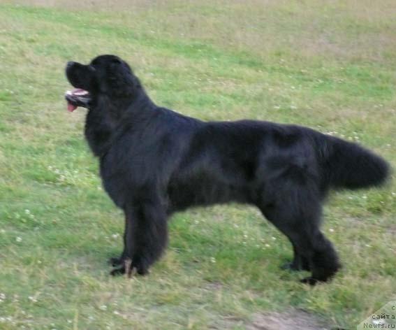 Фото: ньюфаундленд Плюшевая Панда Викар (Plushevaya Panda Vikar)