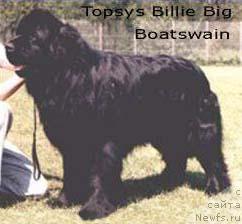 Фото: ньюфаундленд Topsy's Billie Big Boatswain