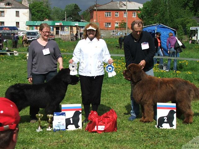 Фото: ньюфаундленд Haumean Rukutiili, ньюфаундленд Take it Slowly Quero