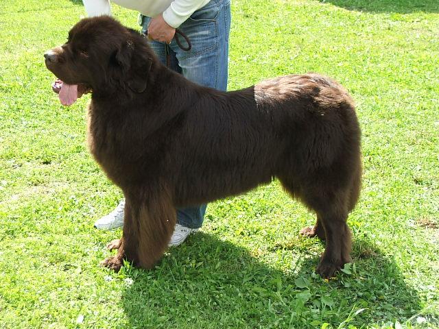 Фото: ньюфаундленд Итгай