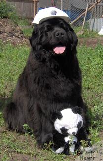 Фото: ньюфаундленд Грейзи (Greyzi)