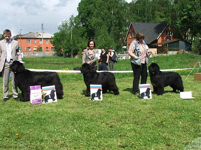 Фото: ньюфаундленд King of Helluland Valmont, ньюфаундленд Cayuga Mescalero, ньюфаундленд Смигар Шаловливый Медведь (Smigar Shalovlivy Medved)