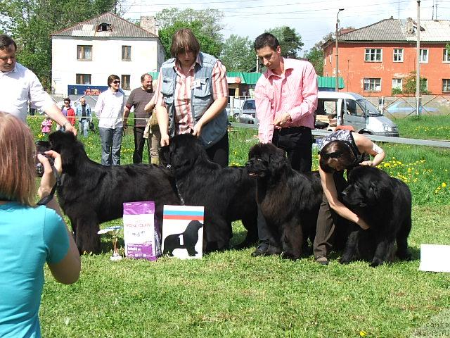 Фото: ньюфаундленд Cayuga Mescalero, и его потомки