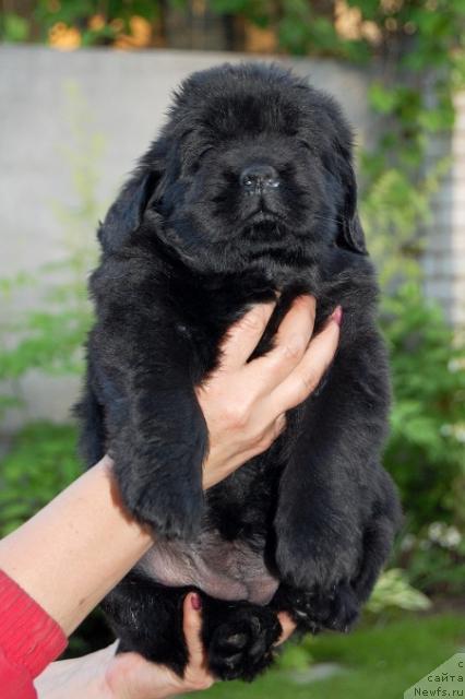 Фотография № 43215