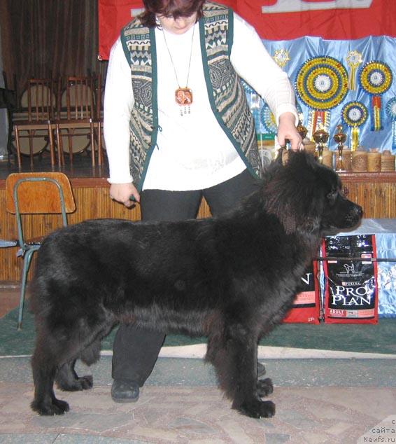 Фото: ньюфаундленд Кимберли от Сибирского Медведя