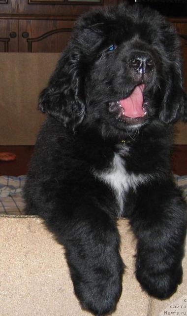 Фото: ньюфаундленд Лесли-Сиа Фловер (Leslley-Sia Flover)