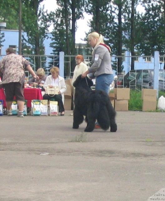 Фото: ньюфаундленд Just One Kiss Midnight Bear, Анастасия Заливако