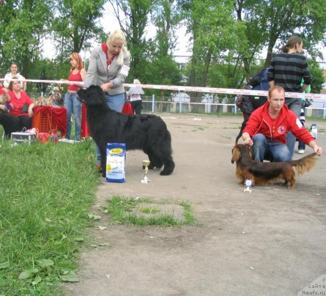 Фото: ньюфаундленд Just One Kiss Midnight Bear, Анастасия Заливако