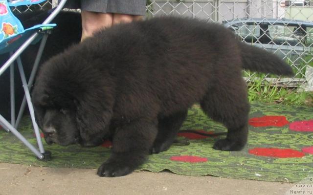 Фото: ньюфаундленд Мэджестик Гудсоул Найси Фою