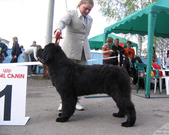 Фото: ньюфаундленд Плюшевая Панда Северный Версаль (Plushevaya Panda Severny Versal)