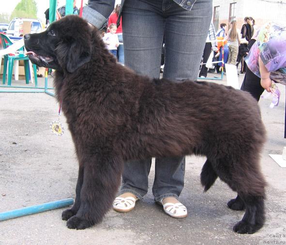 Фото: ньюфаундленд Only For You Tender Ebony