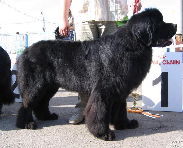 Фото: ньюфаундленд Сент Джонс Сиамэн (Sent Djons Seaman)