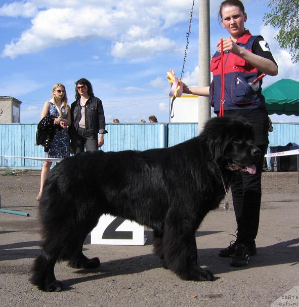 Фото: ньюфаундленд Магеллан из Племени Кедра