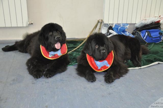 Фото: ньюфаундленд Лондонский Денди, ньюфаундленд Оттава (Ottava)