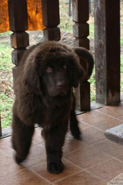 Фото: ньюфаундленд Фанньюф Ура Я с Вами