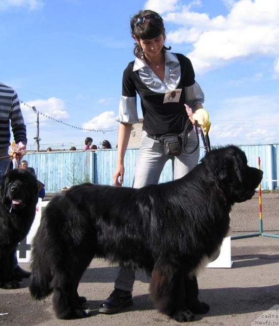 Фото: ньюфаундленд Флагман от Сибирского Медведя (Flagman ot Sibirskogo Medvedja)