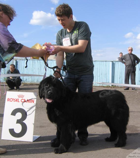 Фото: ньюфаундленд Мартиника из Племени Кедра