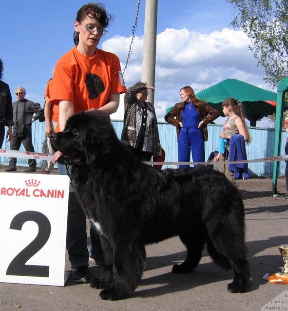 Фото: ньюфаундленд Малая Медведица из Племени Кедра