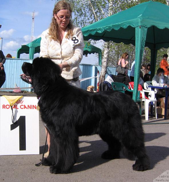 Фото: ньюфаундленд Супер Премиум Бэрри Гуд Лак (Super Premium Berry Good Luck)