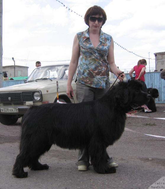 Фото: ньюфаундленд Дольче Вита Из Медвежьего Яра