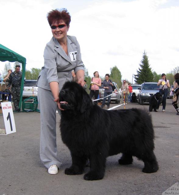 Фото: ньюфаундленд Виконтесса из Медвежьего Яра (Vikontessa iz Medvejyego Yara)