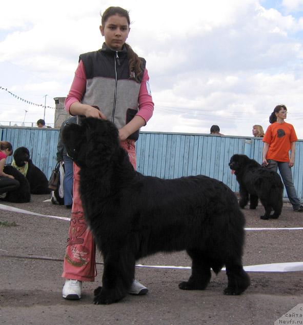 Фото: ньюфаундленд История Любви из Тихого Омута (Istoria Lubvi iz Tihogo Omuta)