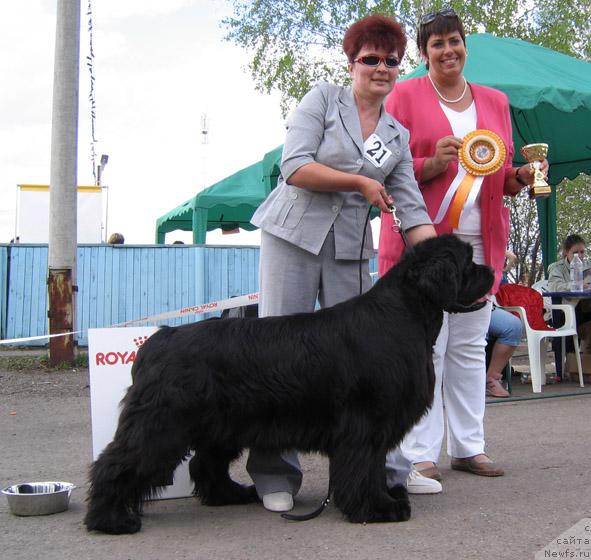 Фото: ньюфаундленд Династия Квин из Медвежьего Яра (Dynasty Queen iz Medvejyego Yara)