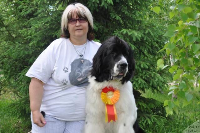 Фото: ньюфаундленд Лорд Люксембург Аюлар из Тихого Омута (Lord Luxemburg Ayular iz Tihogo Omuta), Марина Турапина