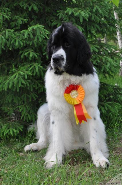 Фото: ньюфаундленд Лорд Люксембург Аюлар из Тихого Омута (Lord Luxemburg Ayular iz Tihogo Omuta)