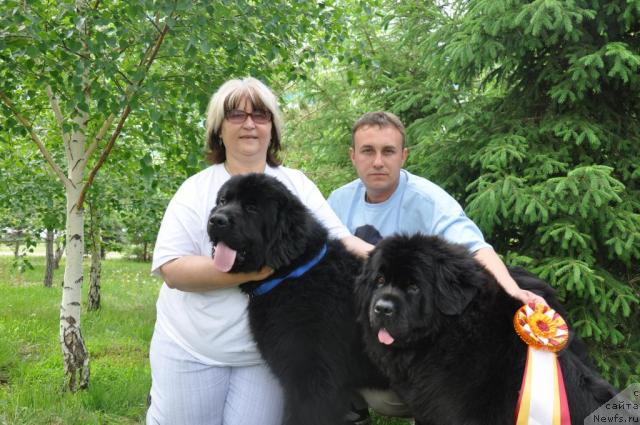 Фото: ньюфаундленд Оттава (Ottava), ньюфаундленд Лондонский Денди, Марина Турапина, Максим Полтарак